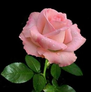 Meet your Posher, Mary